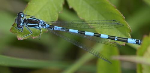 Coenagrion mercuriale